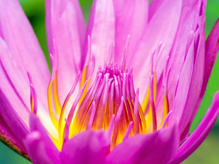 Fototapeta premium Pollen and Petals of pink lotus flowers off (Macro)