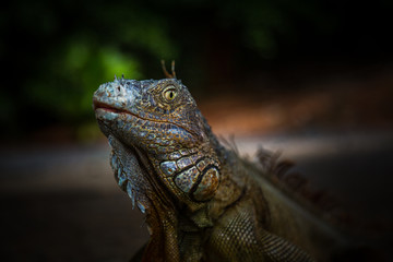 Iguana Close-Up in. Iguana exposure done in an iguana farm in Roatan, Honduras.