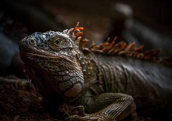 Iguana Close-Up in. Iguana exposure done in an iguana farm in Roatan, Honduras.
