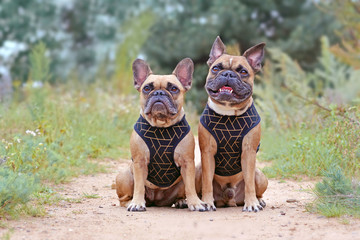 Two similar looking brown French Bulldogs sitting next to eacth other wearing matching elegant...