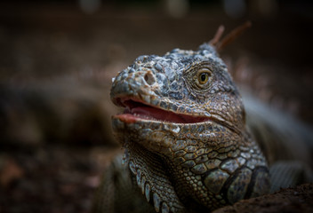 Iguana Close-Up in. Iguana exposure done in an iguana farm in Roatan, Honduras.