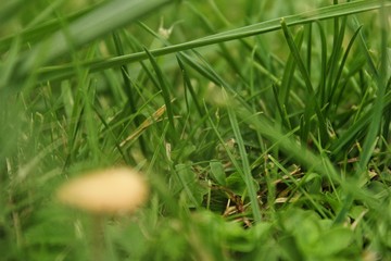 Green grass