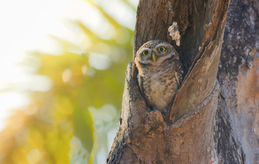 Owl, Spotted owlet (Athene brama) in tree hollow,