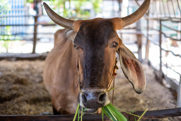 Thai cows are eating grass in the farmer's fields