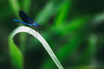 Libellule bleu irisée posée sur une branche