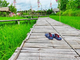 Bamboo bridge on the rice field.   