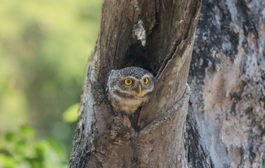 Owl, Spotted owlet (Athene brama) in tree hollow