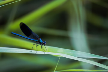 Libellule bleu irisée posée sur une branche