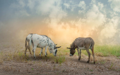 Dwarf horses that feed on grass in the pasture