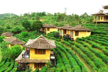 Ban Rak Thai, a Chinese settlement in tea field with fog in the morning, Mae Hong Son, Thailand