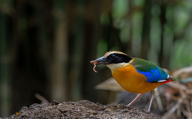 Blue-winged Pitta (Pitta moluccensis) on the wood in nature