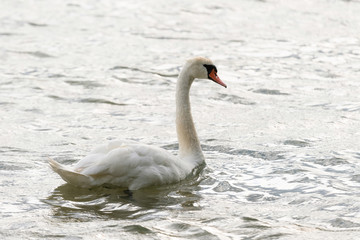 White swan swimming and looking for food under water in the lake. Beautiful wild swan bird floating on the water surface and feeding