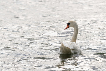 White swan swimming and looking for food under water in the lake. Beautiful wild swan bird floating...