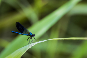 Libellule bleu irisée posée sur une branche