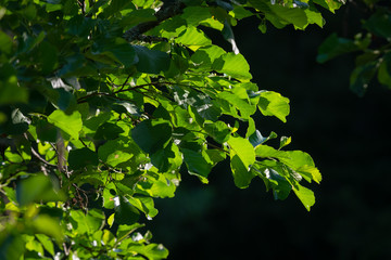 Beautiful green tree leaves back lit by the morning sun. Lush tree trunks backlit by sun light and dark background