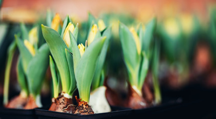 Tulip bulbs sprouted in wooden box flower shop