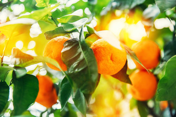 Fresh ripe oranges grow on tree farm. Agriculture citrus fruit concept of Spain and Italy