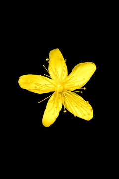 Wild flower macro hypericum nummularium family hyperiacaceae fif