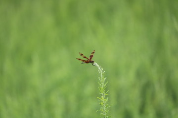 Singled Out