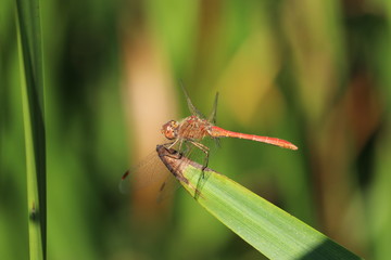 Dragonfly sitting on a blade of grass. Blurred background