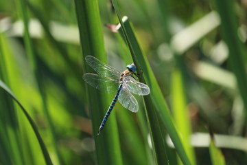 Dragonfly sitting on a blade of grass. Blurred background