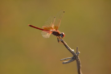dragonfly on green background