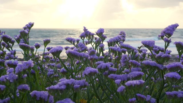 Sea lavender in bloom by the coastline at sunset