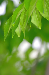 신록. 이슬. 나뭇잎. 청명. 하늘. 구름. 배경. 초록. 