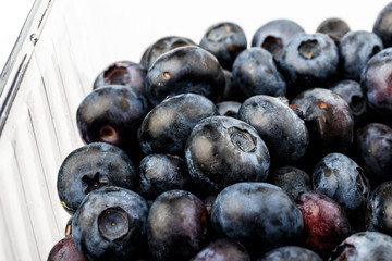 Bilberry