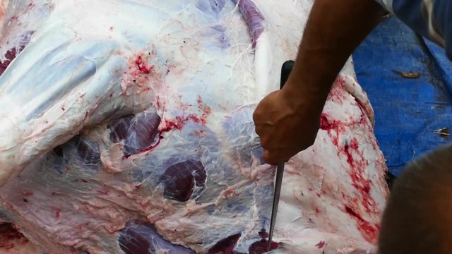 butcher slaughtering a cow, a butcher cuts a cow's skin,Muslims slaughter cows on sacrifice festival,