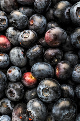 Bilberry