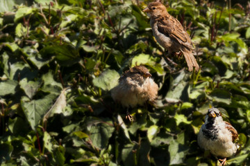 Sparrows on the tree. Passer domesticus.