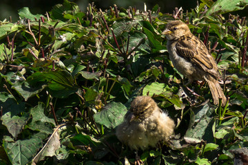 Sparrows on the tree. Passer domesticus.