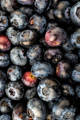 Bilberry