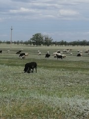Lambs grazing in the field