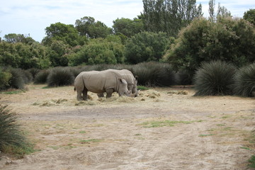 rhino