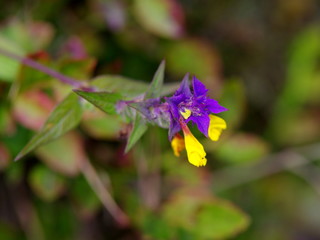 Violet-yellow wildflower in the meadow