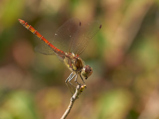 Heidelibelle
