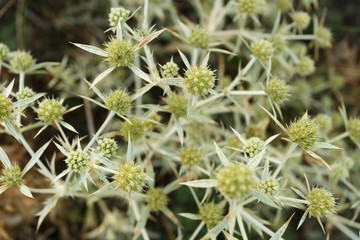 Thistle bush in the summer meadow, close up