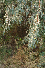 Fototapeta premium Elaeagnus angustifolia fruit on the branch