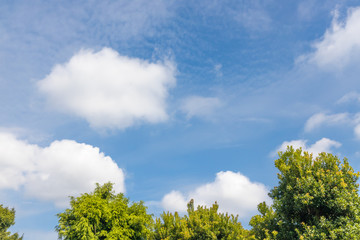 Obraz premium 青空と新緑の木