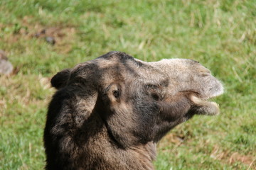 Fototapeta premium The Head of a Large Bactrian Camel Animal.
