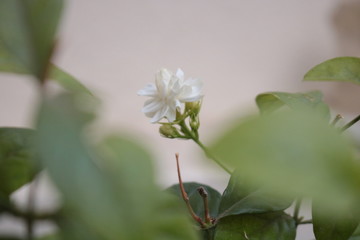 flower in garden