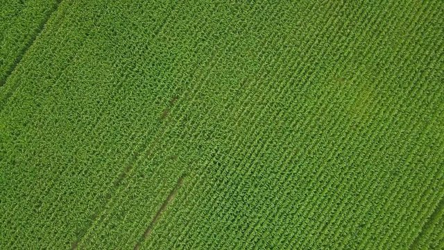 Aerial view drone camera swirl over green corn field. Agriculture food production, plantation from up above, top view crop lines texture, farmland zooming out