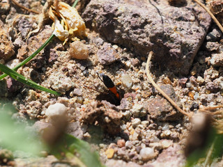 Gemeine Sandwespe, Ammophila sabulosa