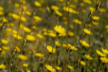 Obraz premium Closeup of yellow summer flowers