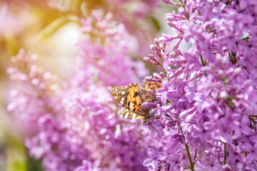Beautiful pink violet lilac syringa flowers and fluttering butterfly on nature outdoors, close-up macro. Magic artistic image. Toned in sunny light tones.
