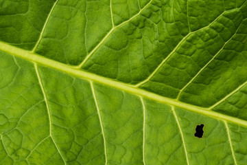 Green leaf with a small hole