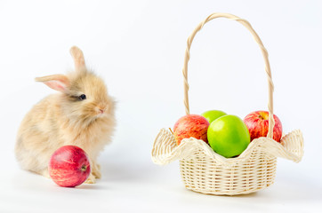 brown Rabbit and mixed green and red apples in basket  on white background.