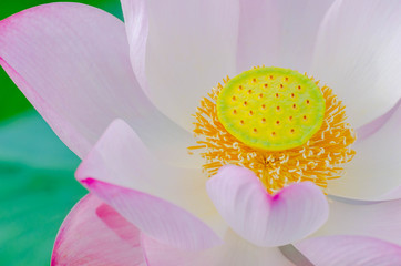 Close up of petal.and pollen of beautiful full bloom pink lotus flower for background